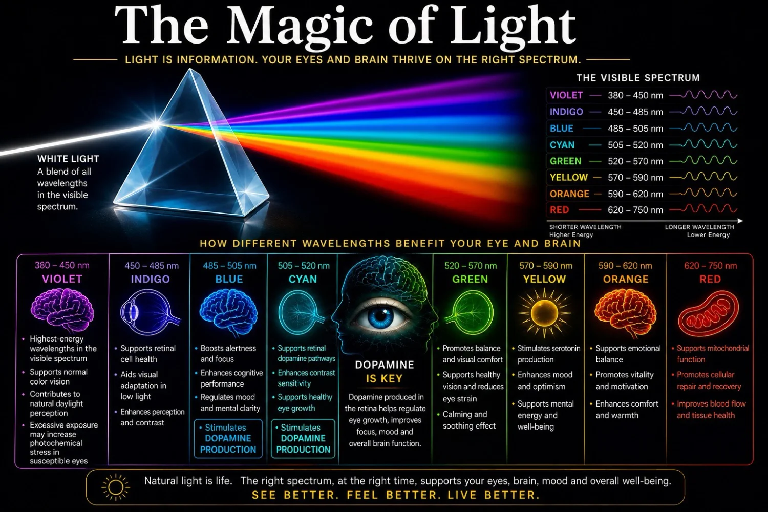 Inventive Lens Company Home The Magic of Light